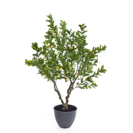 Drzewo cytrynowe 2,5 m